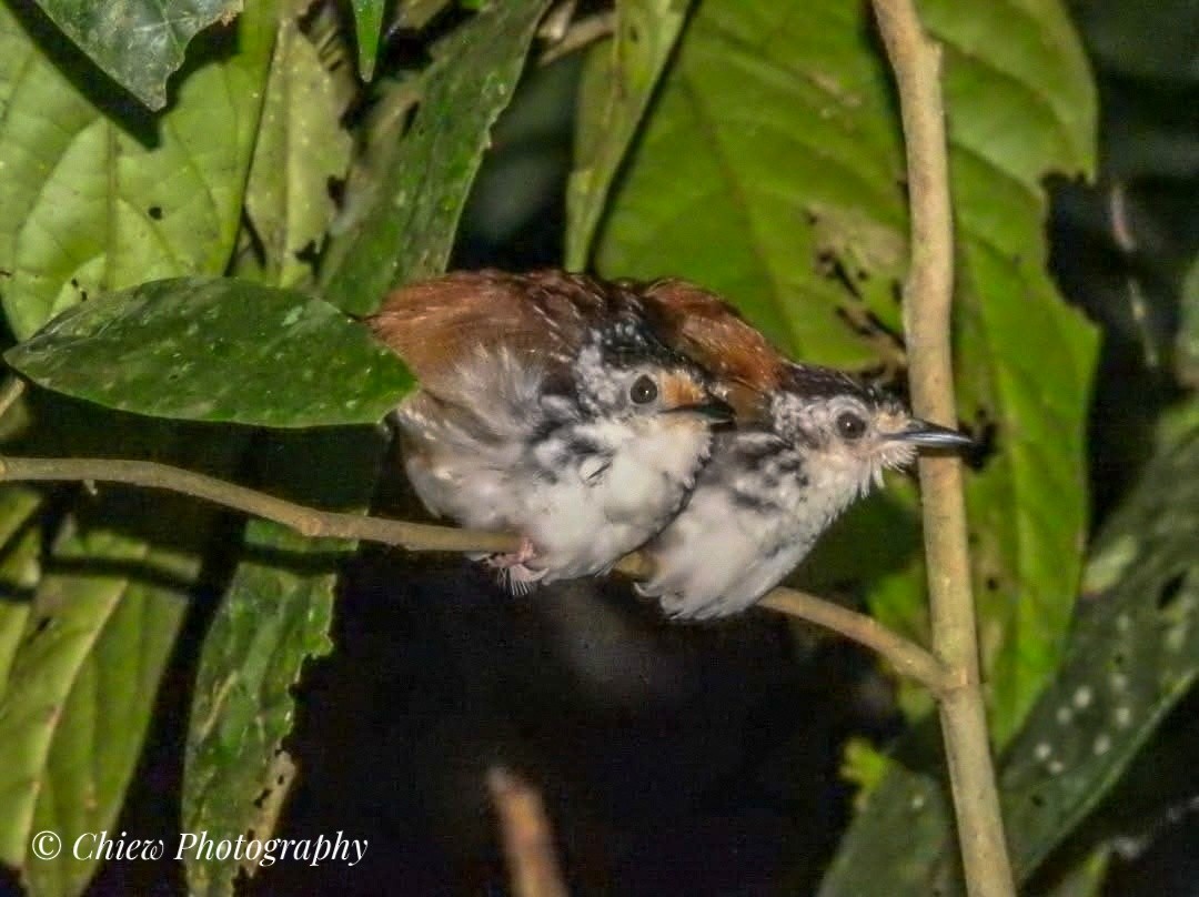 Striped Wren-Babbler - ML636840791