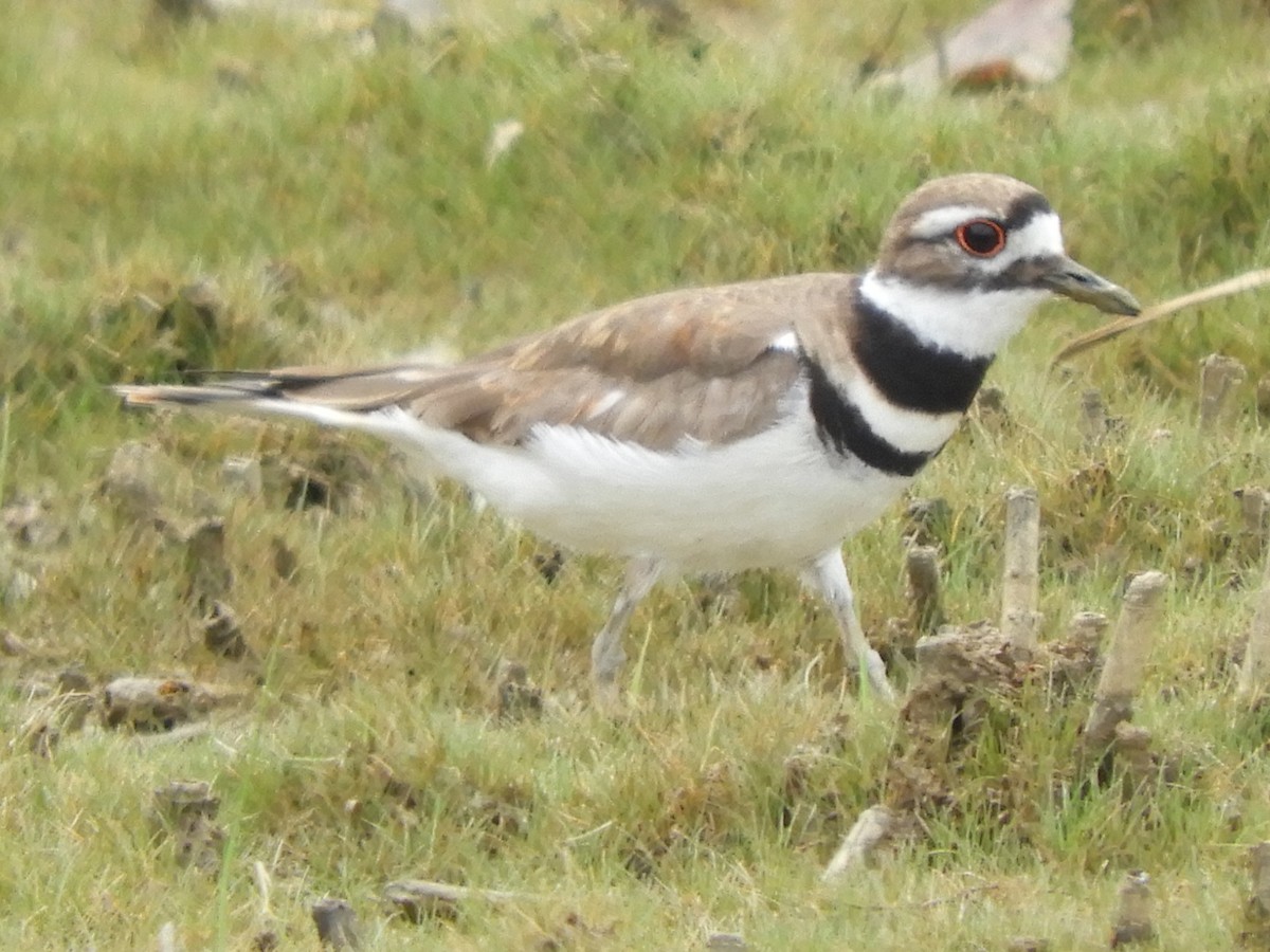 Killdeer - ML636840800