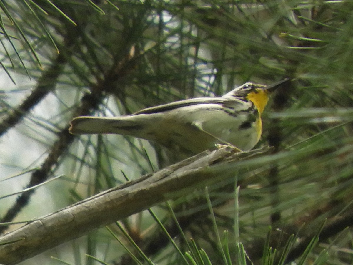 Yellow-throated Warbler - ML636840824