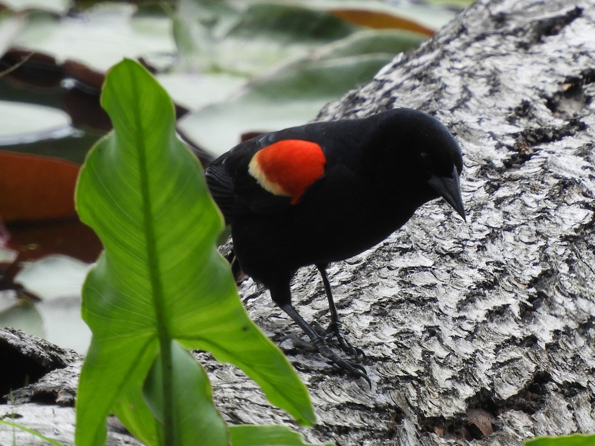 Red-winged Blackbird - ML636840836