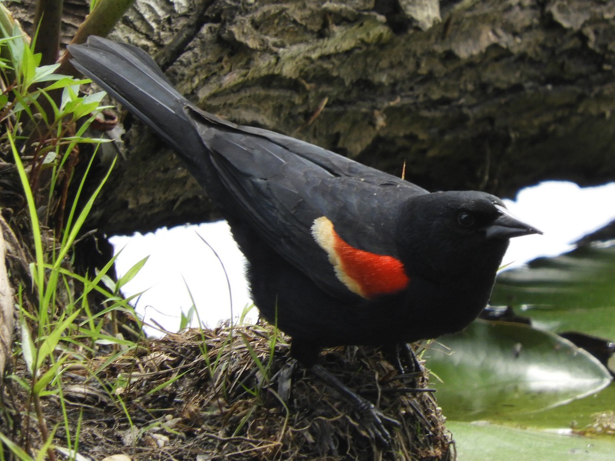 Red-winged Blackbird - ML636840837