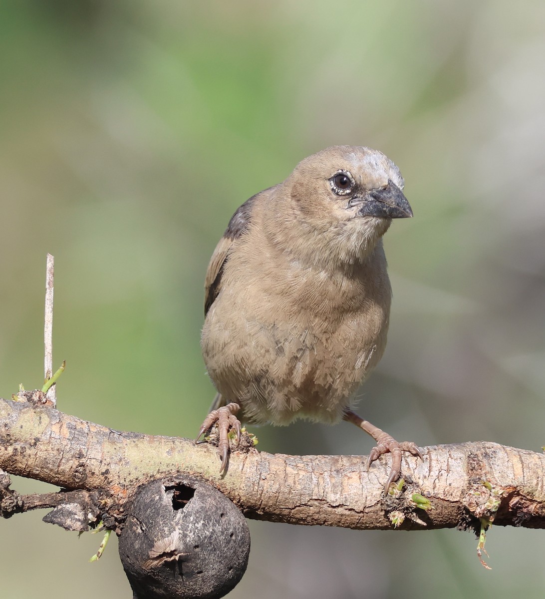 Gray-capped Social-Weaver - ML636840840