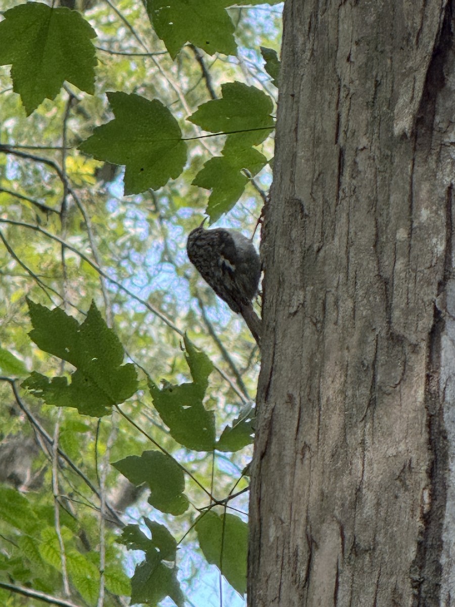 Brown Creeper - ML636840856