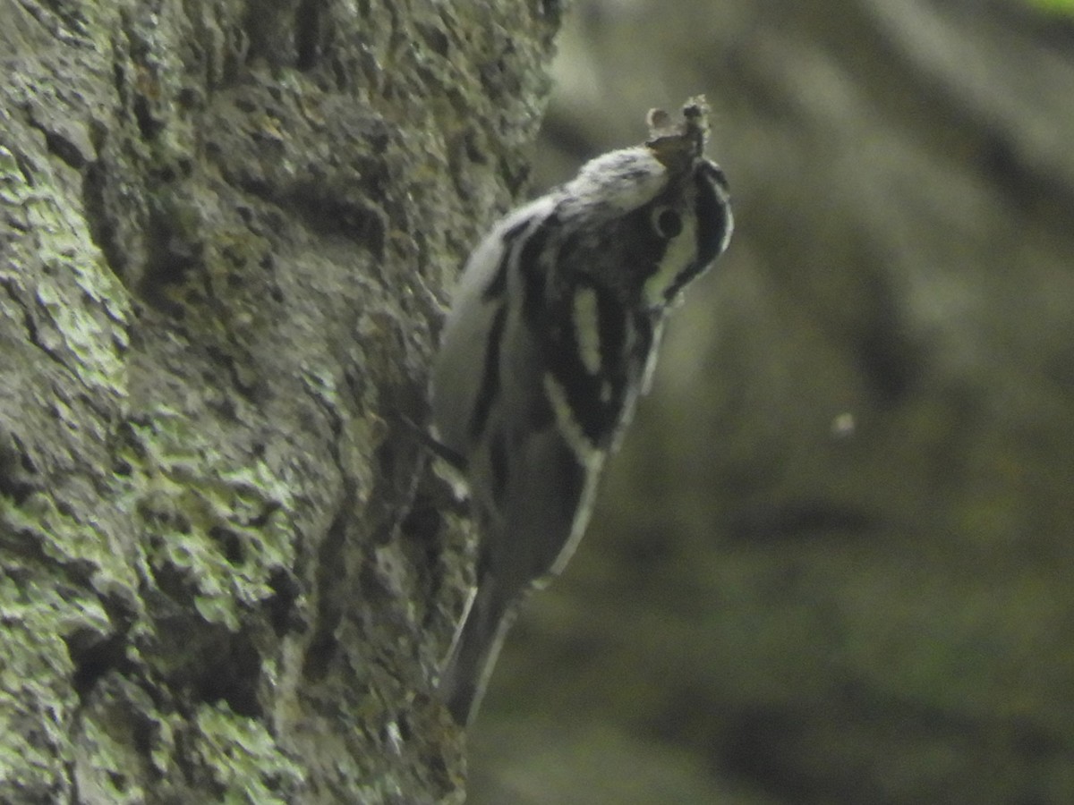 Black-and-white Warbler - ML636840857