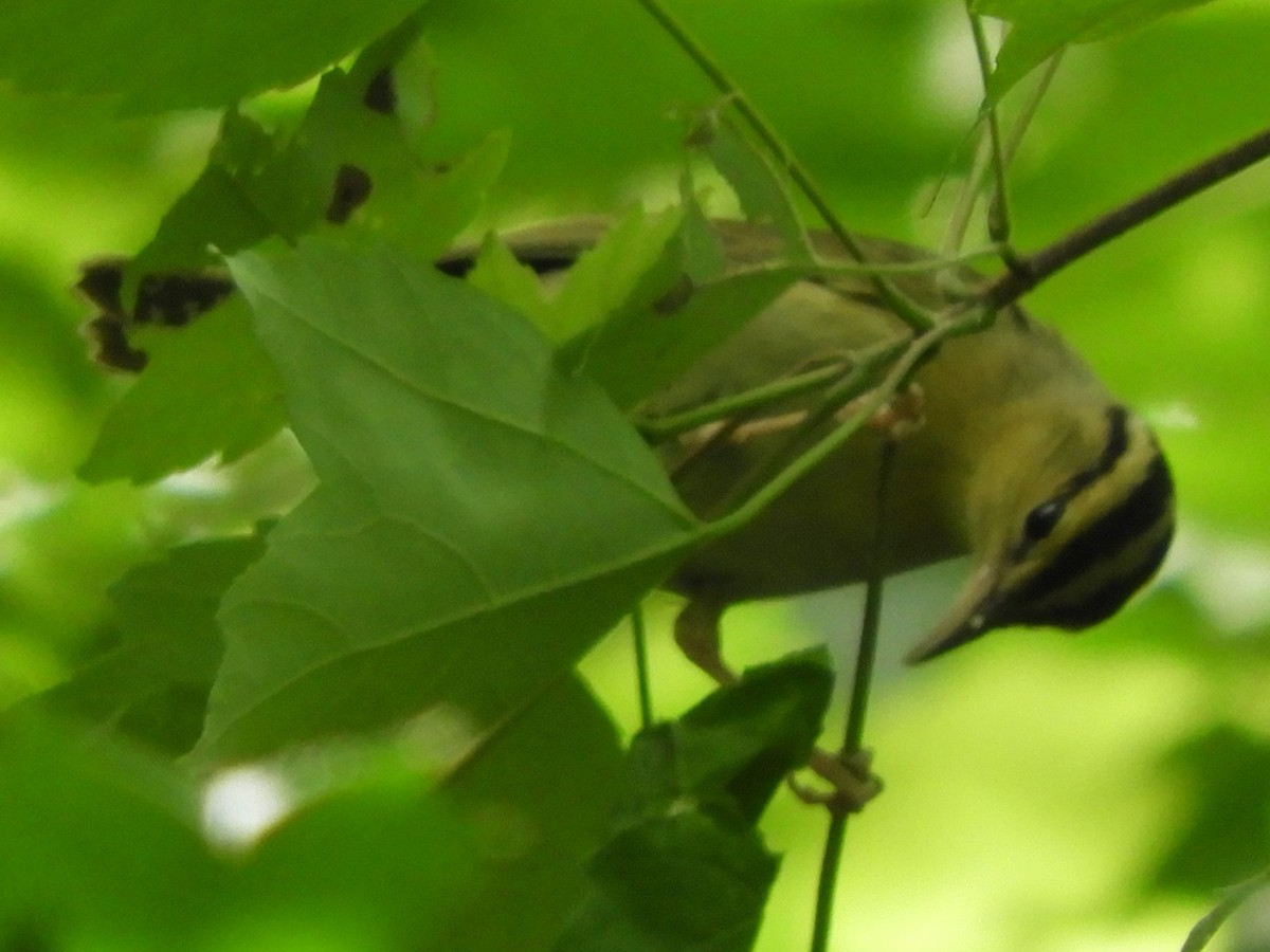 Worm-eating Warbler - ML636840860