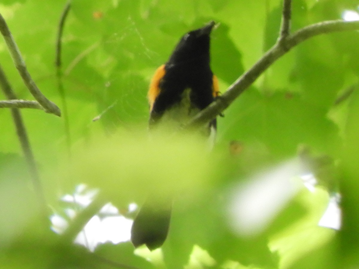 American Redstart - ML636840867