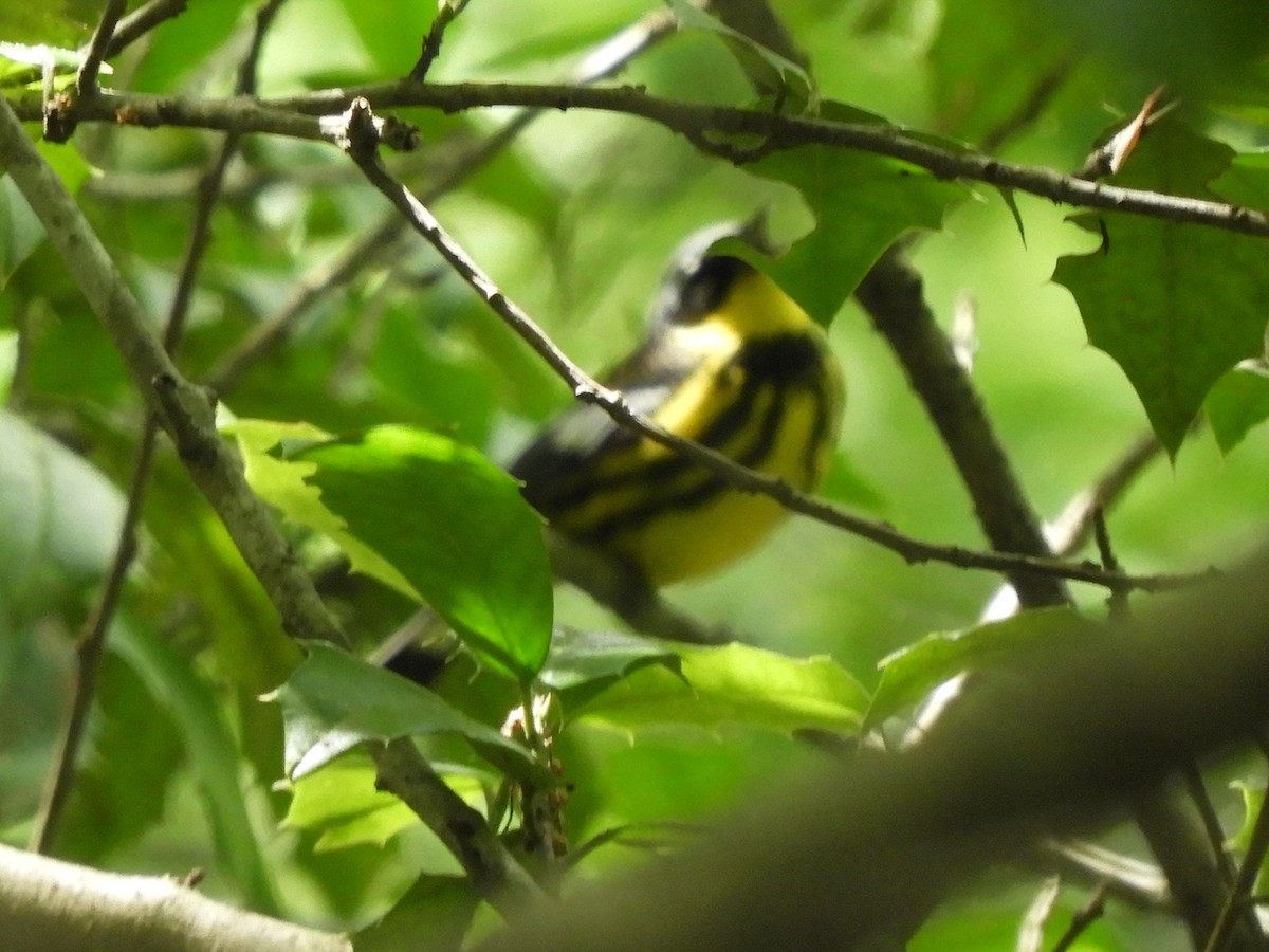 Magnolia Warbler - ML636840877