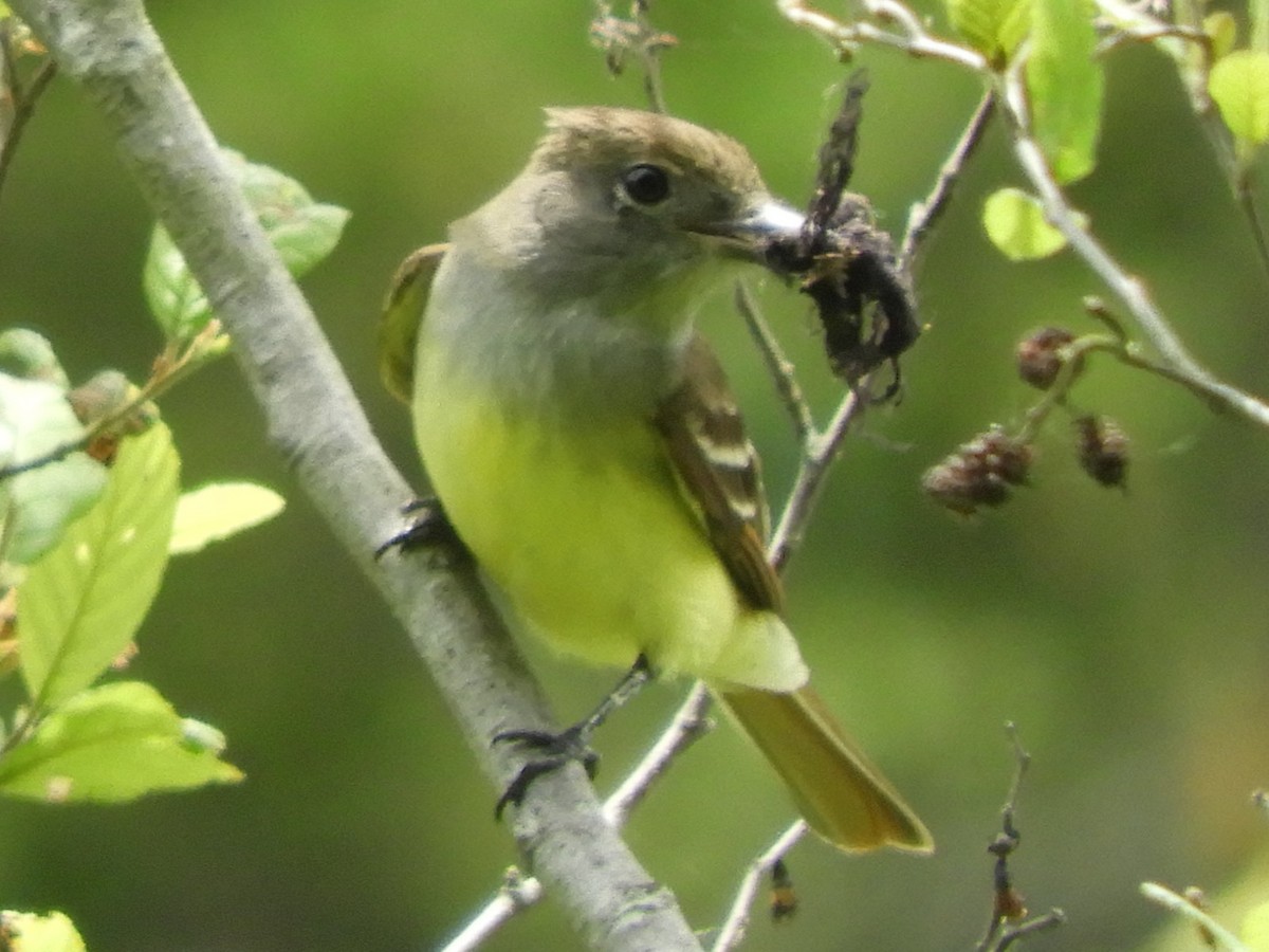Great Crested Flycatcher - ML636840890