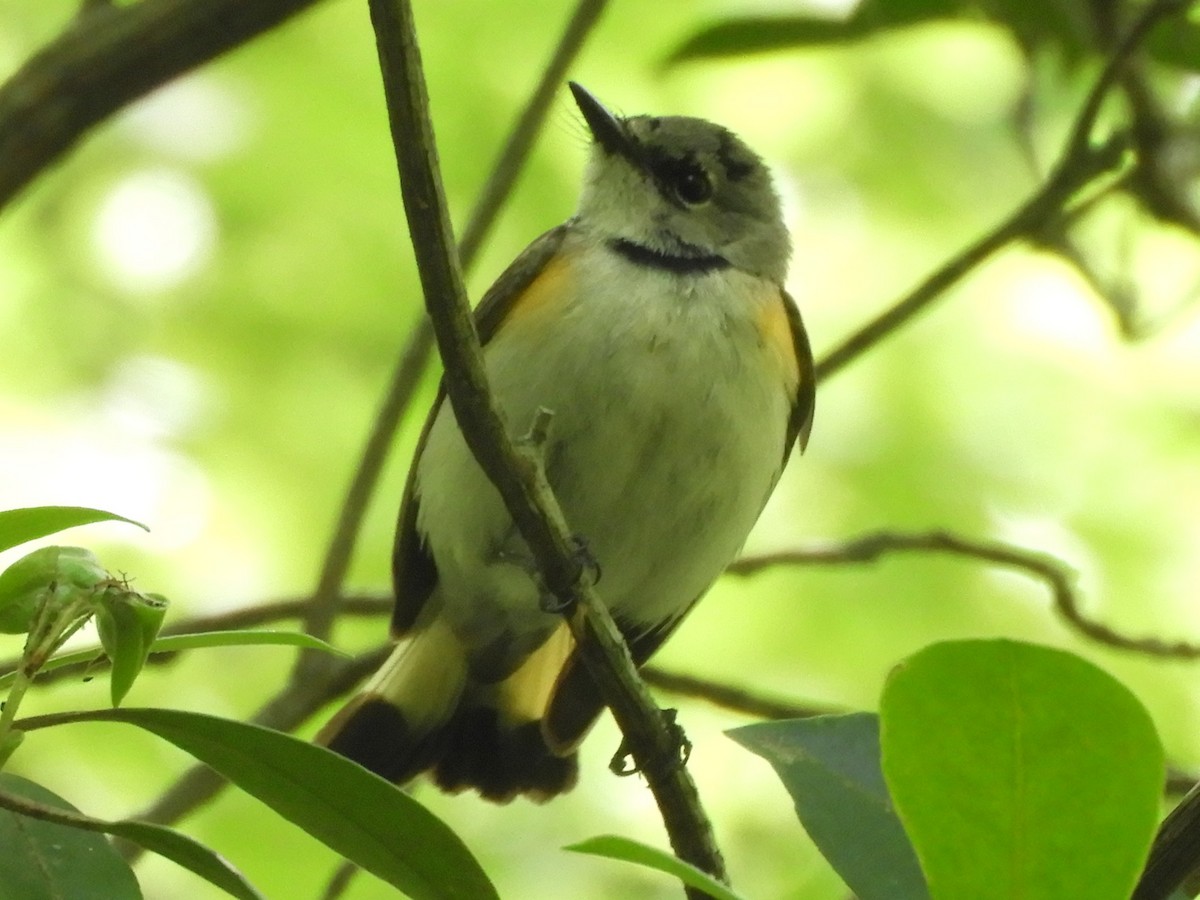 American Redstart - ML636840907