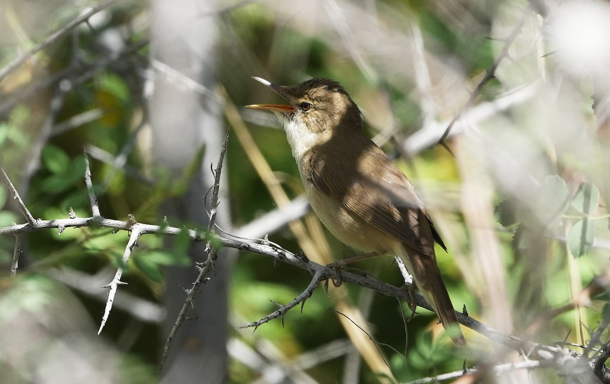 Large-billed Reed Warbler - ML636841092