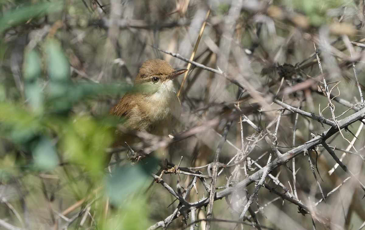 Large-billed Reed Warbler - ML636841093