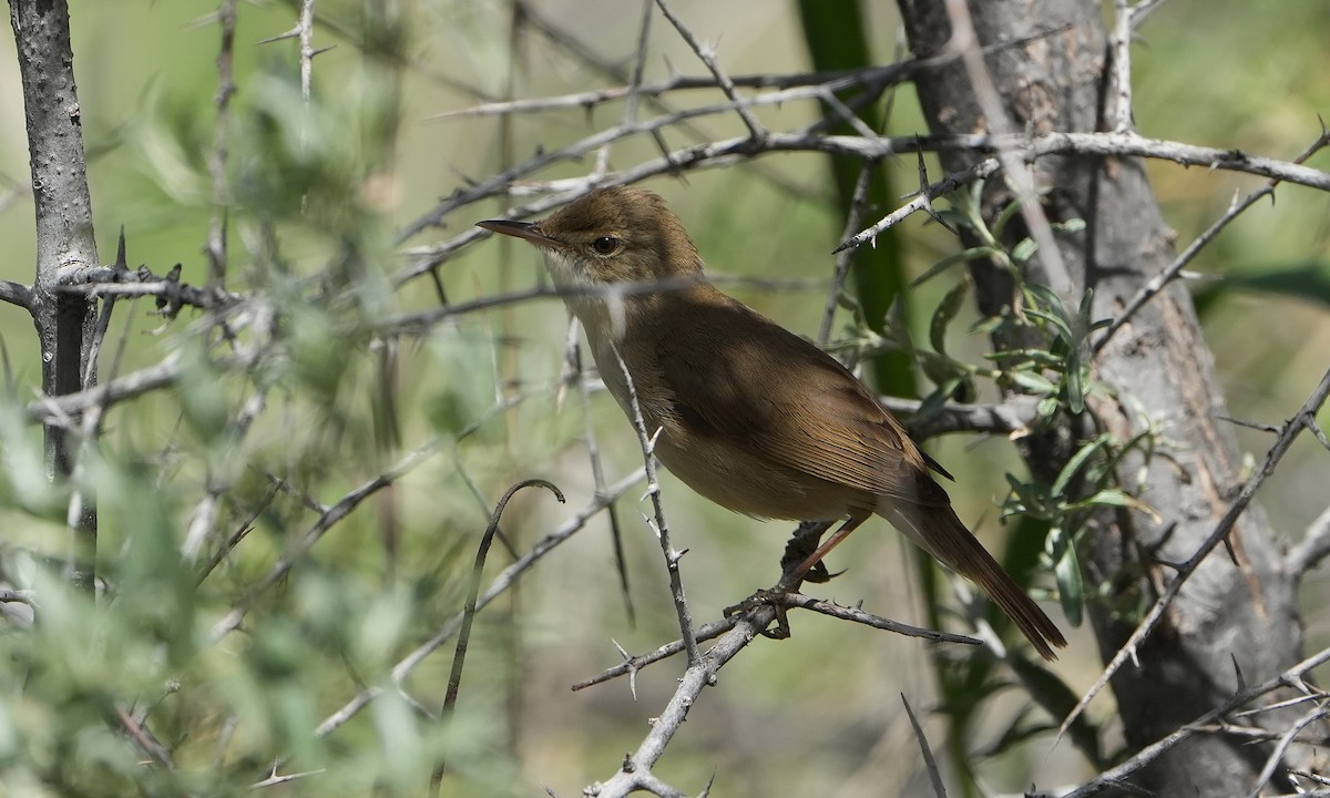 Large-billed Reed Warbler - ML636841094