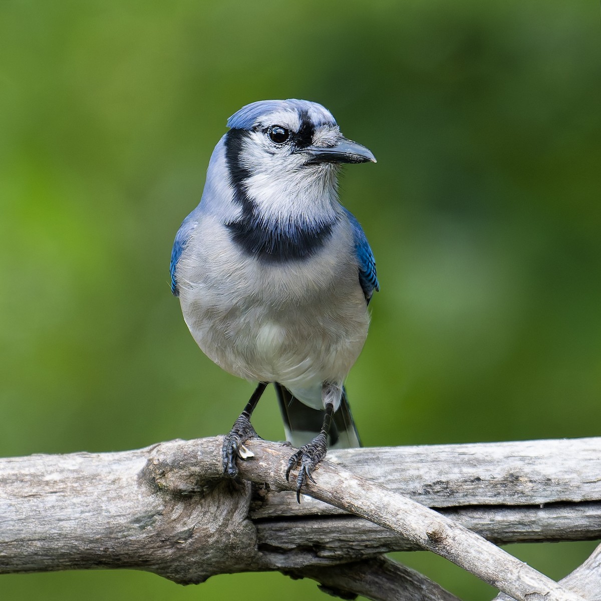 Blue Jay - ML636841214