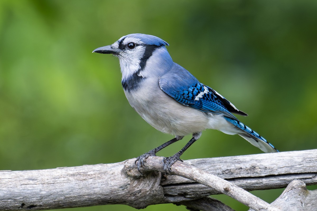 Blue Jay - ML636841215