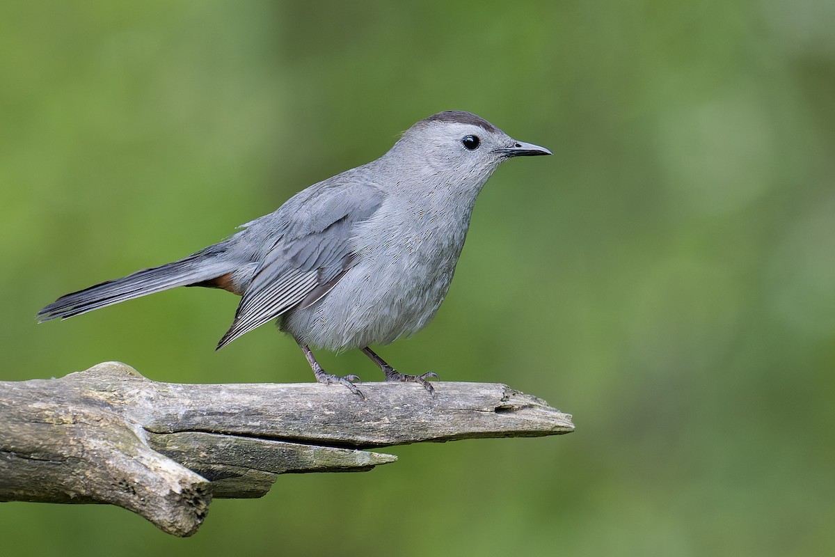 Gray Catbird - ML636841236