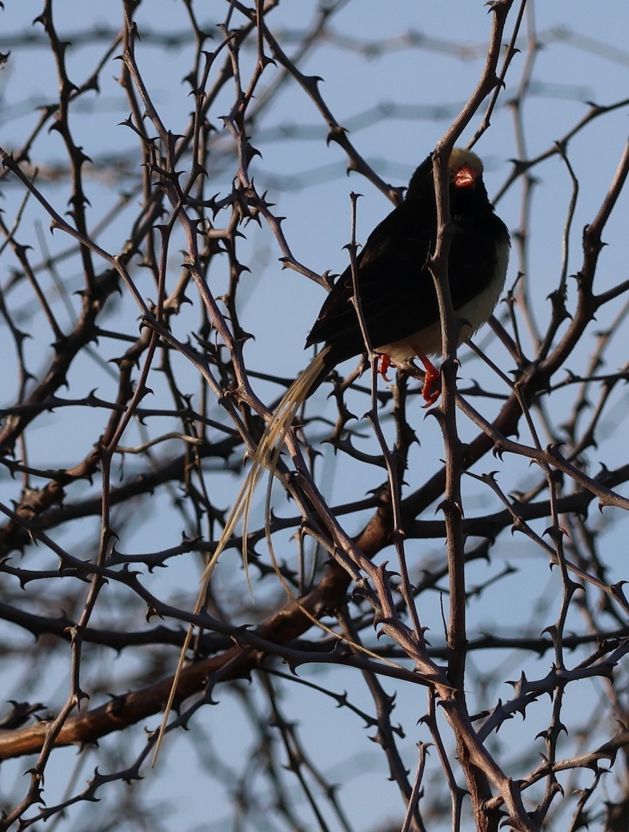 Straw-tailed Whydah - ML636841285