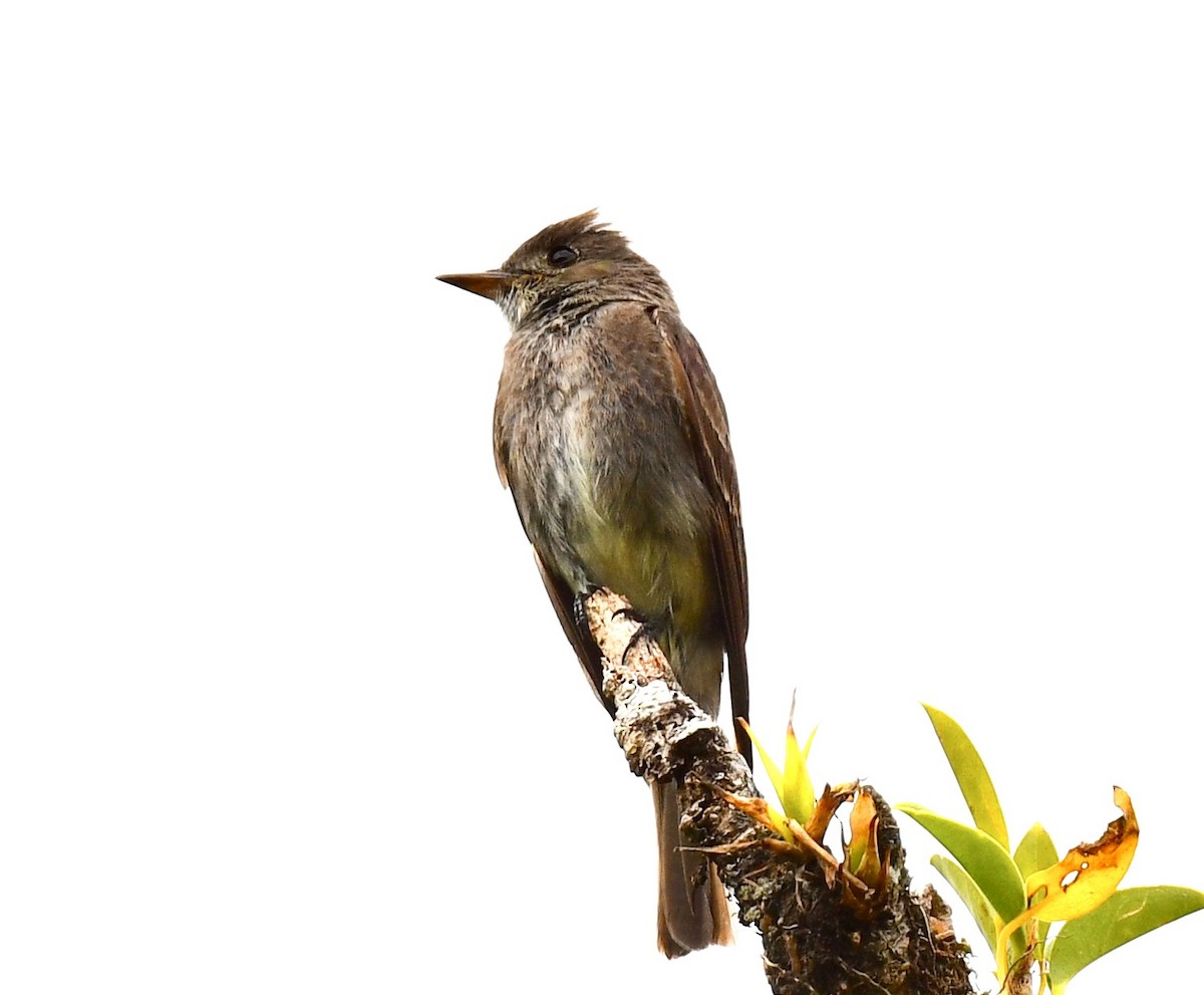 Dark Pewee - ML636841443
