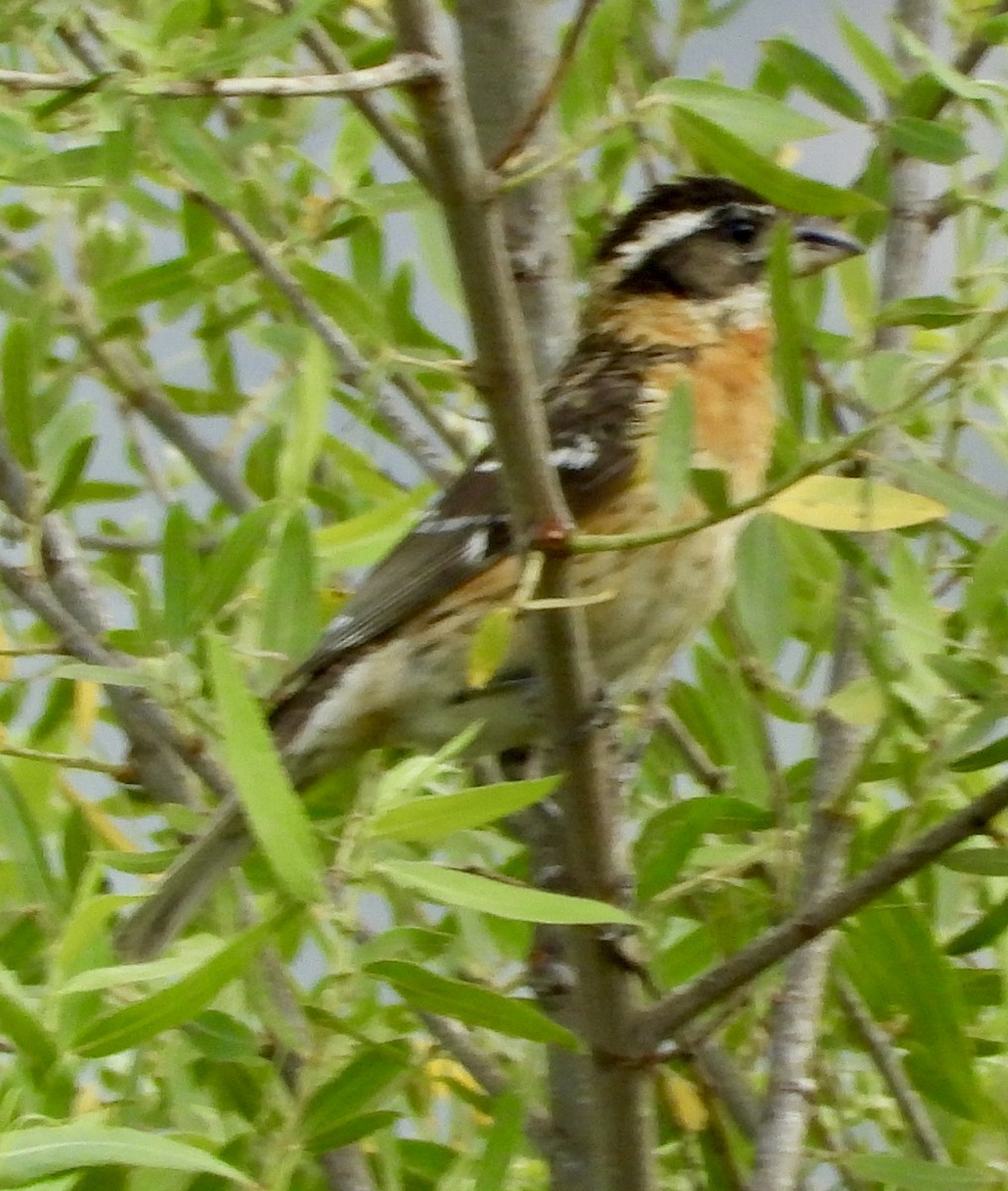 Black-headed Grosbeak - ML636841535
