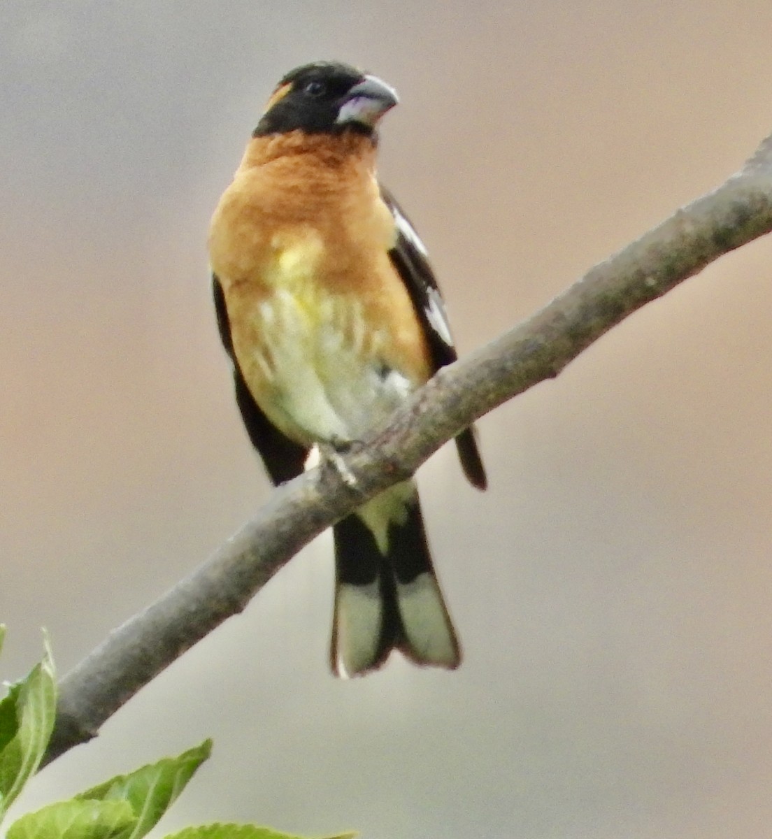 Black-headed Grosbeak - ML636841536