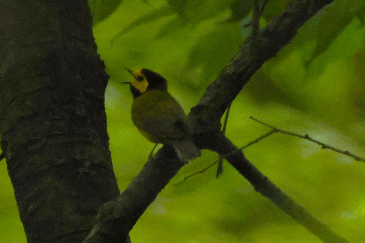 Hooded Warbler - ML636841556