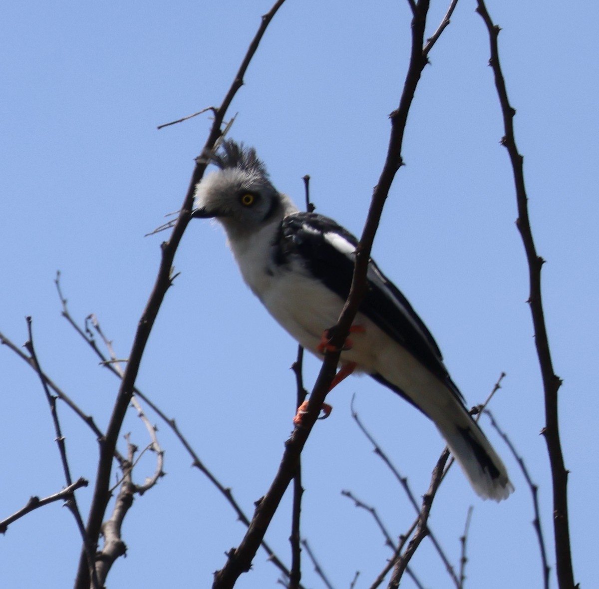 Gray-crested Helmetshrike - ML636841561