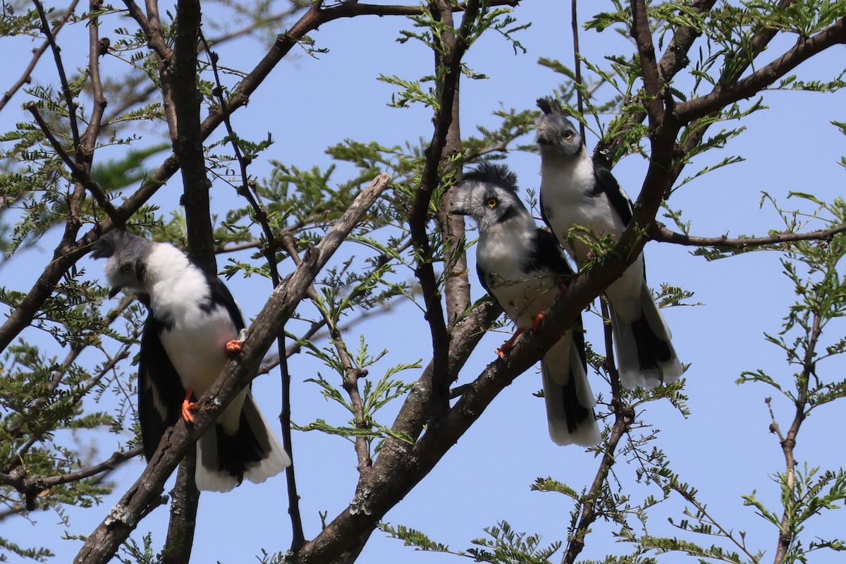 Gray-crested Helmetshrike - ML636841562