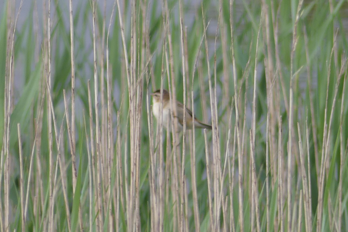 Sedge Warbler - ML636841637