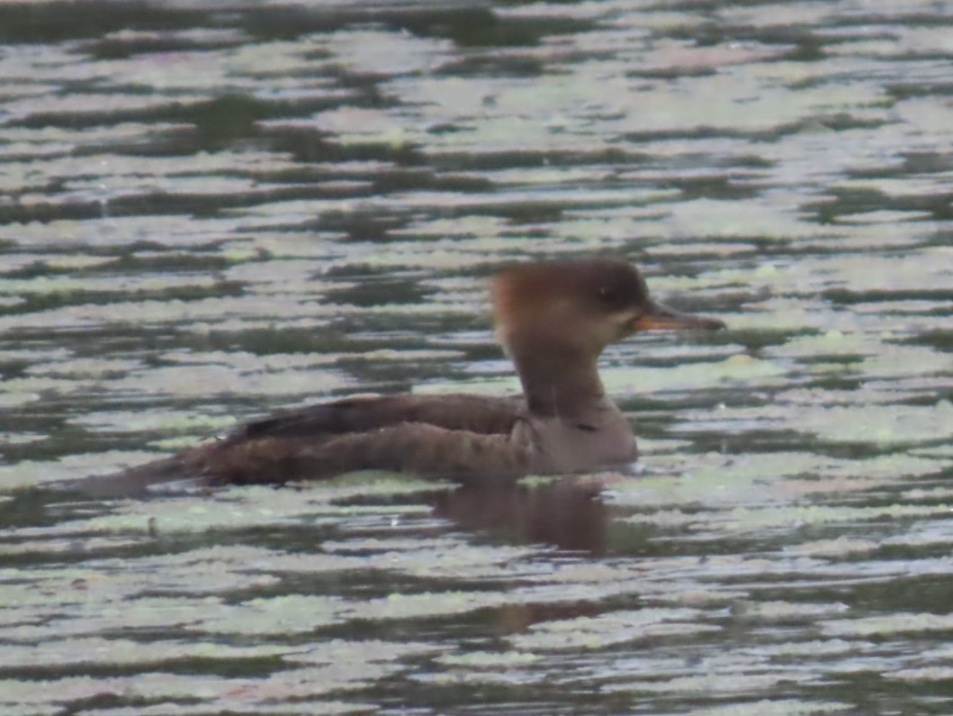 Red-breasted Merganser - ML636841657
