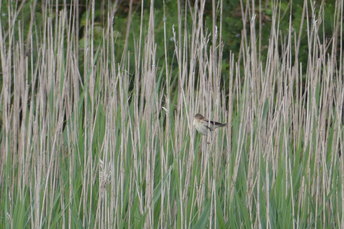 Common Reed Warbler - ML636841659