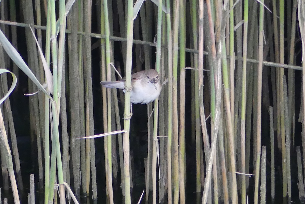 Common Reed Warbler - ML636841660