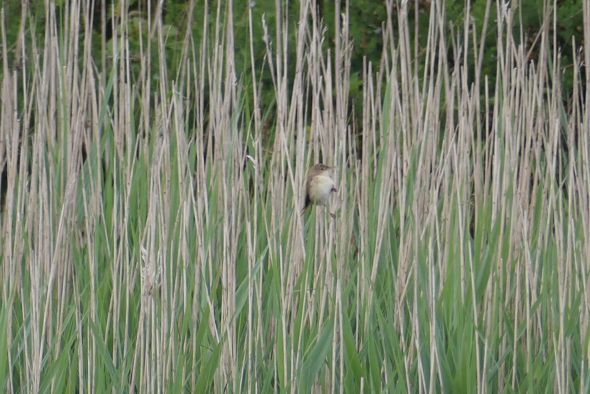 Common Reed Warbler - ML636841661