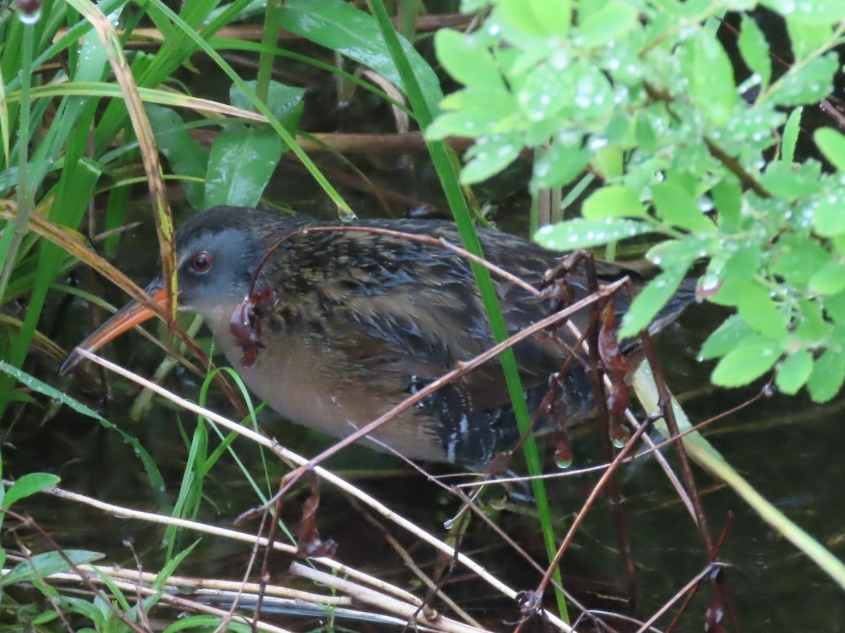 Virginia Rail - ML636841676