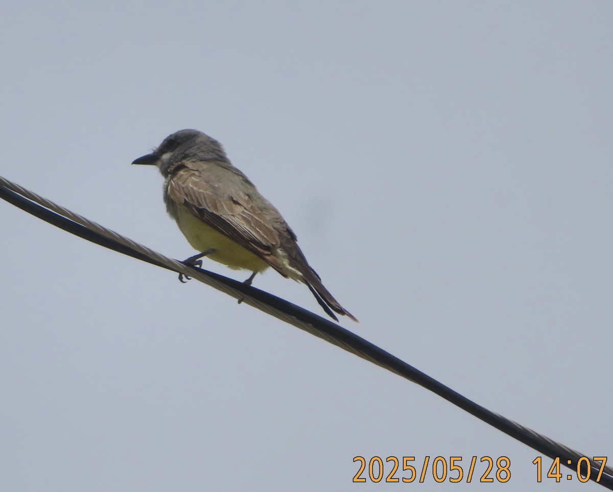 Cassin's Kingbird - ML636841679