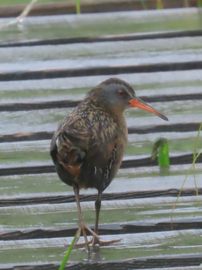 Virginia Rail - ML636841689