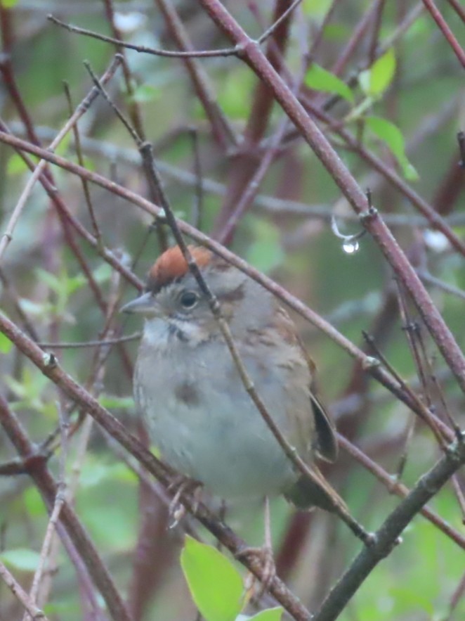 Swamp Sparrow - ML636841733