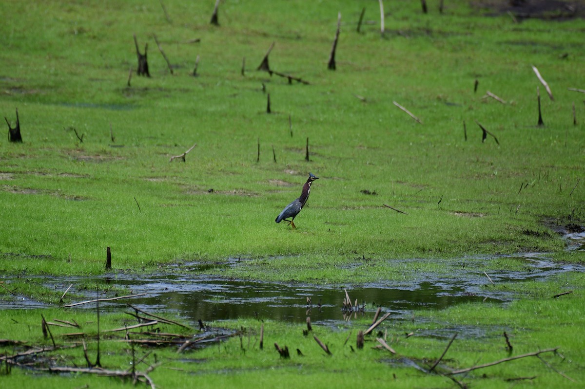 Green Heron - ML636841895