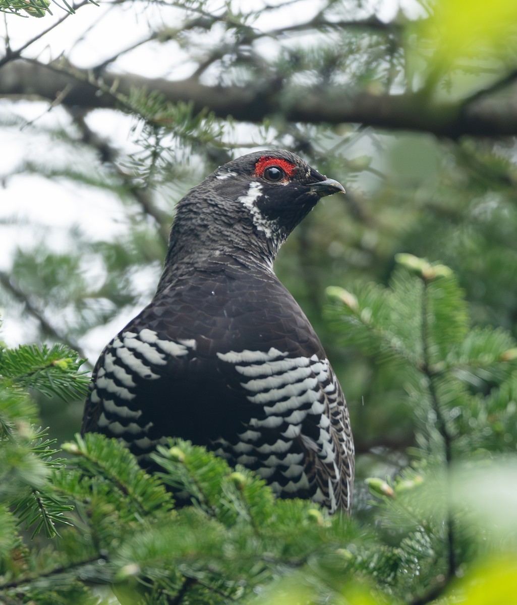 Spruce Grouse - ML636841916