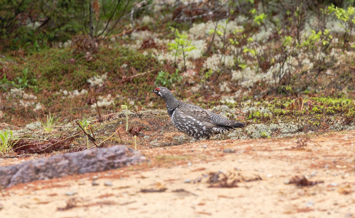 Spruce Grouse - ML636841917