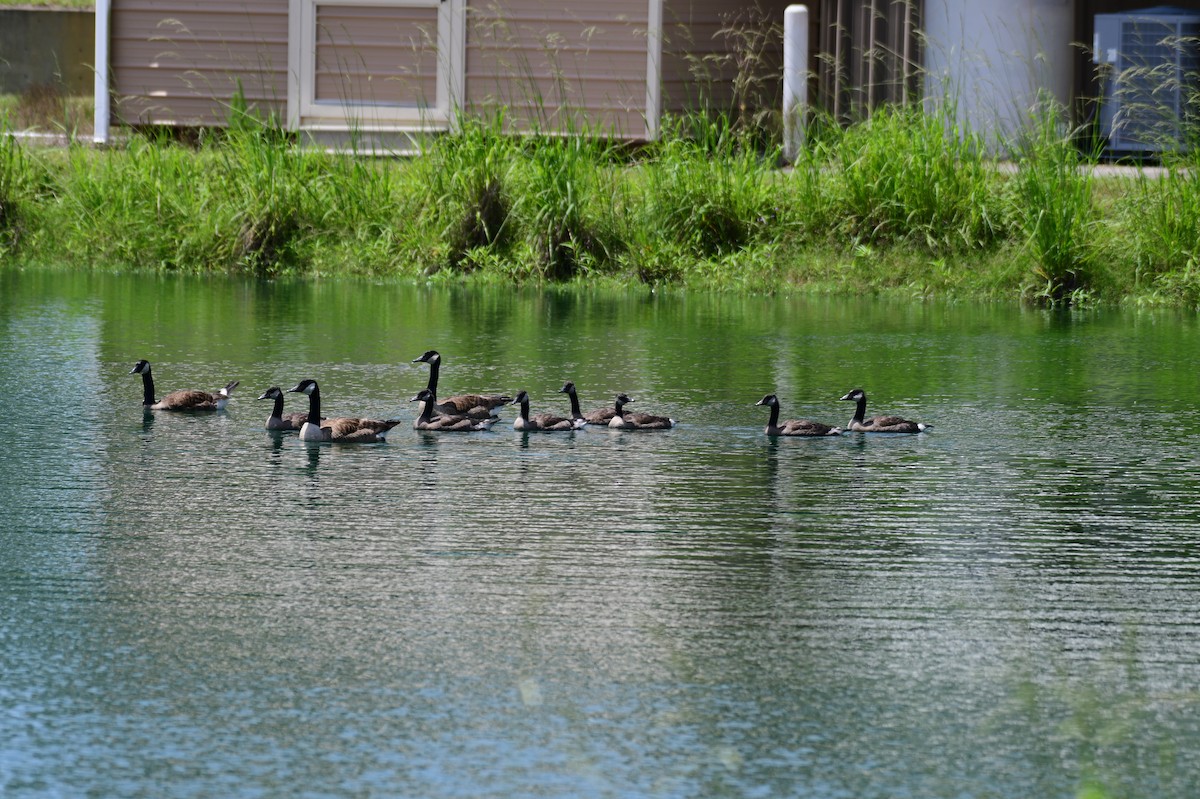 Canada Goose - ML636841933