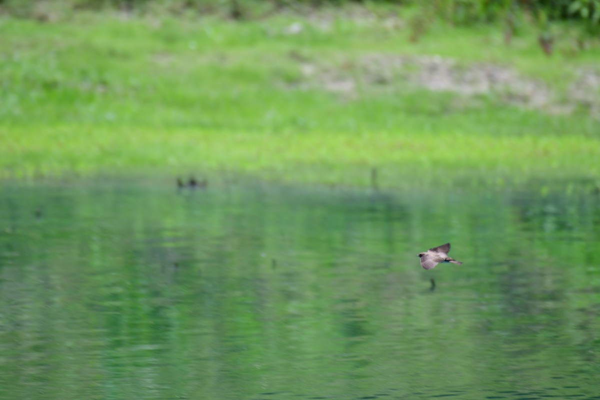 Northern Rough-winged Swallow - ML636841980