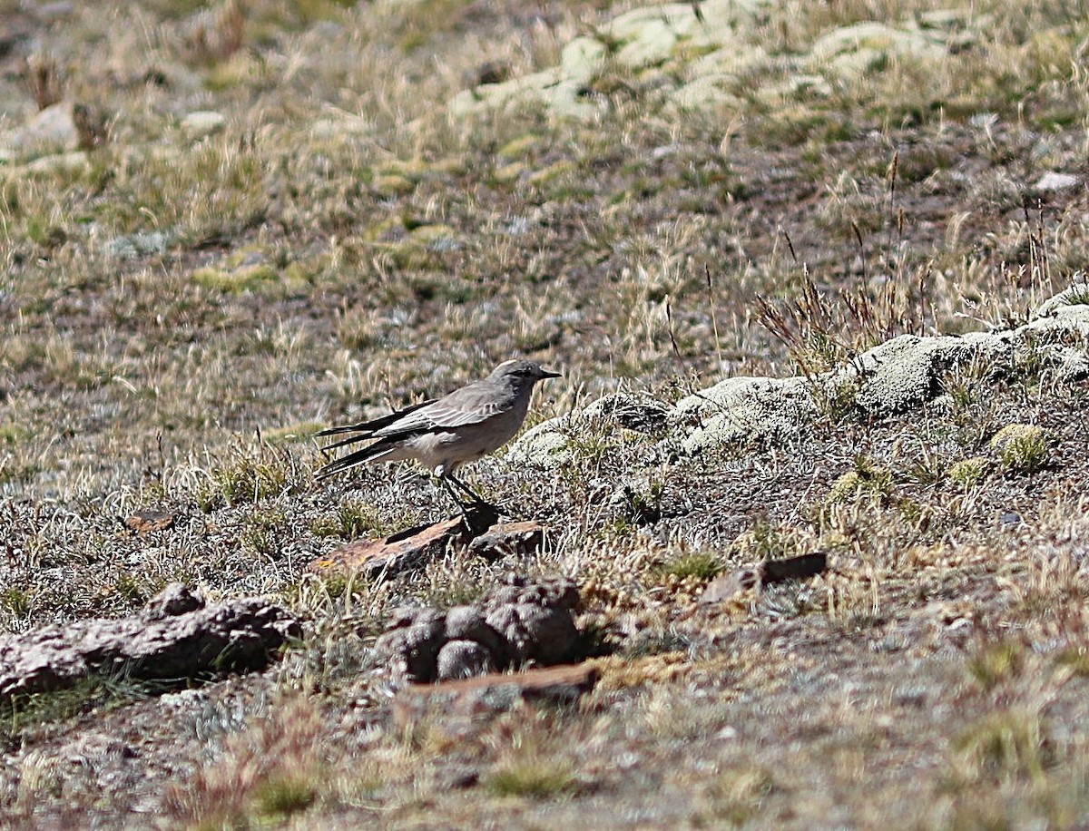 Ochre-naped Ground-Tyrant - ML636841981