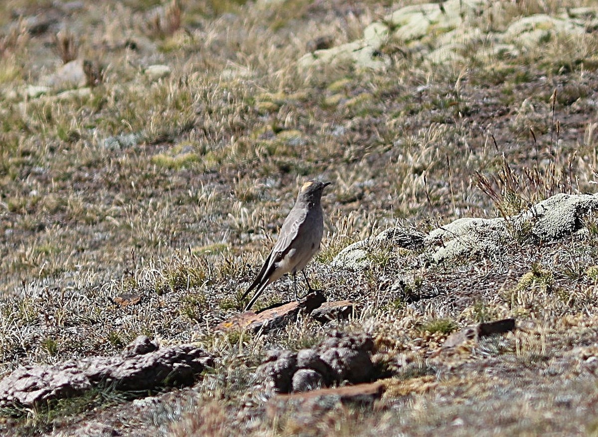 Ochre-naped Ground-Tyrant - ML636841982