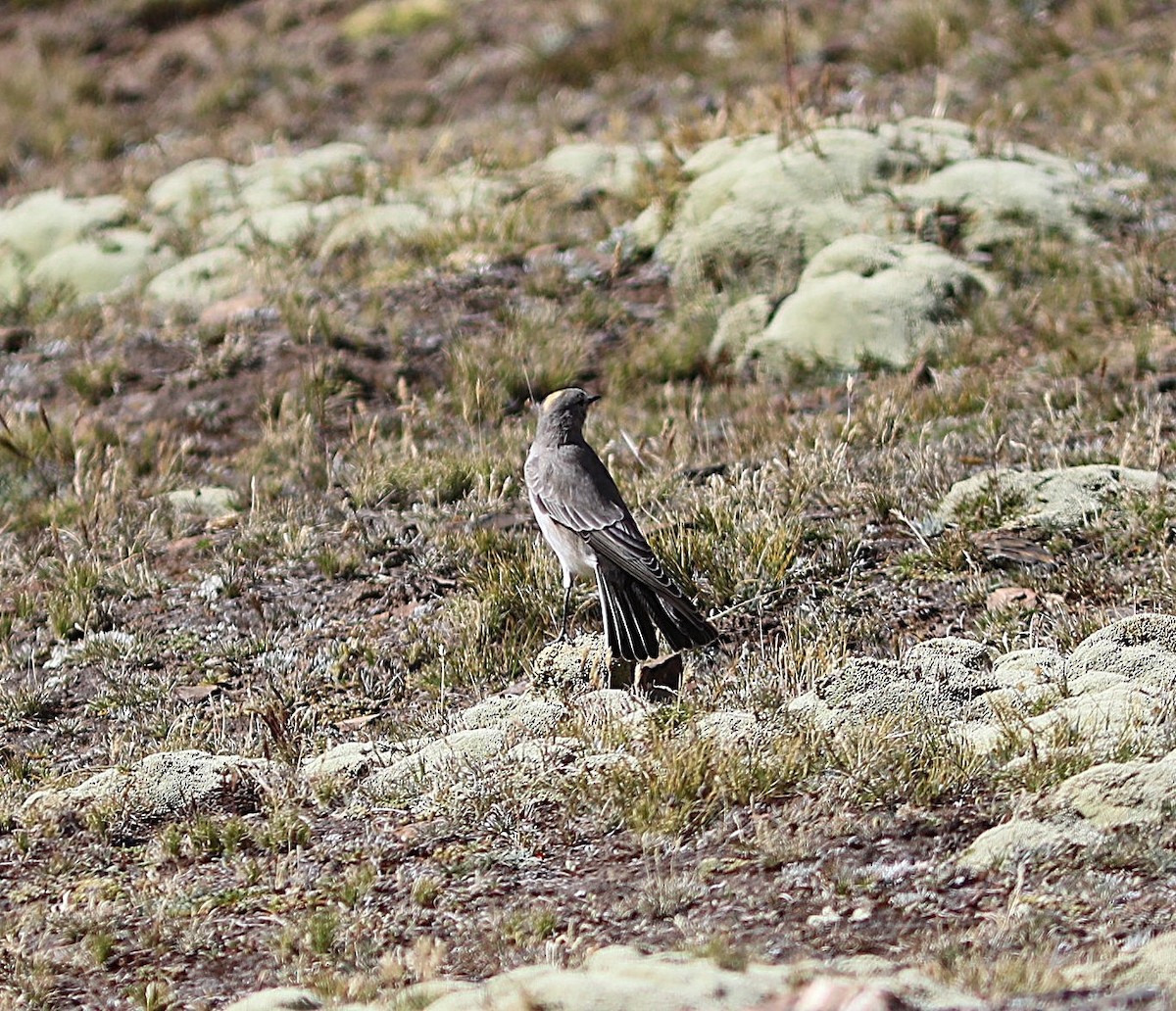 Ochre-naped Ground-Tyrant - ML636841983