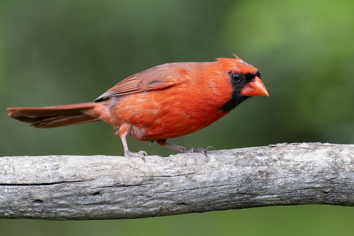 Northern Cardinal - ML636841993