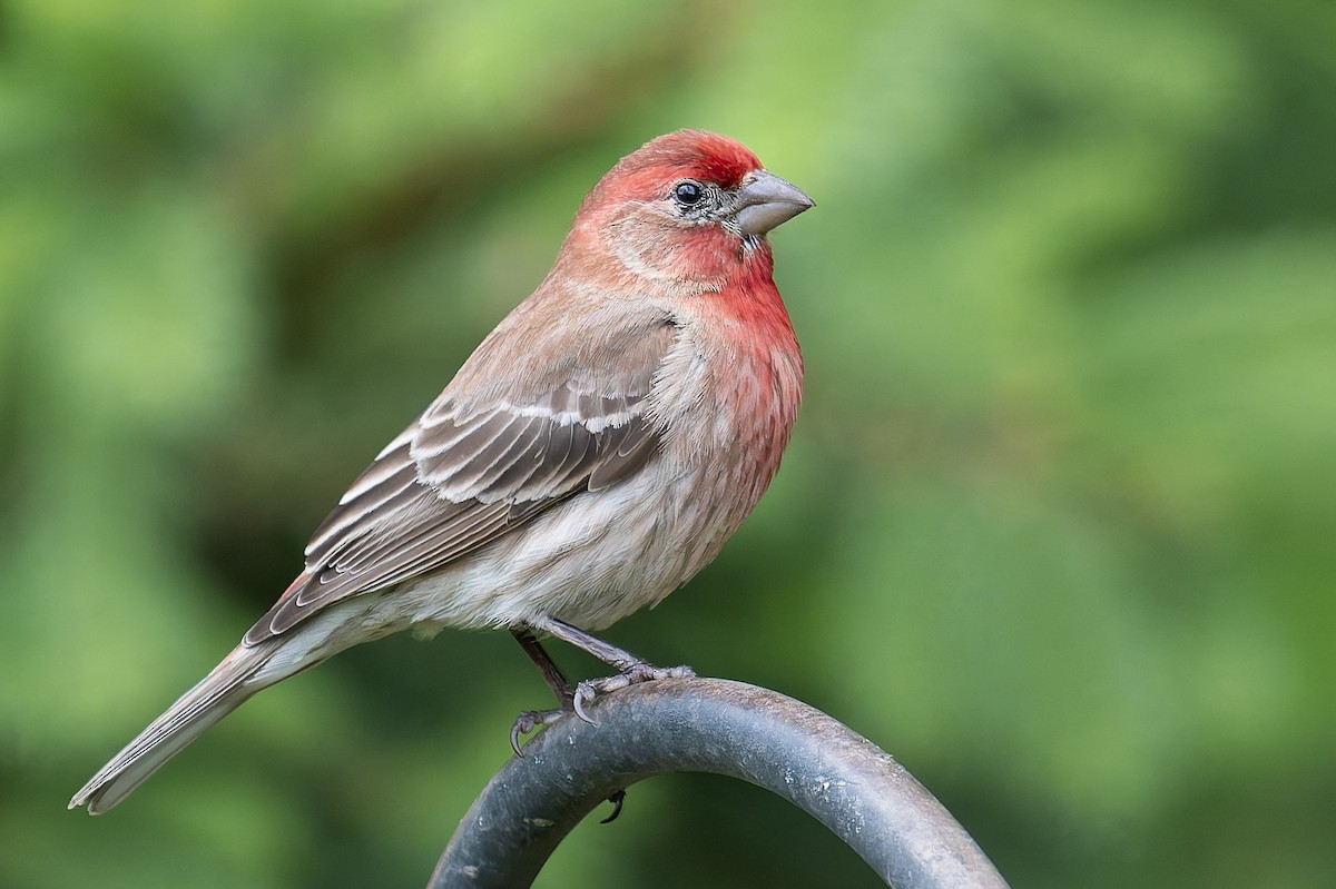 House Finch - ML636842002