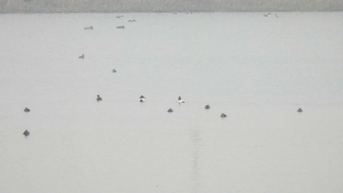 Canvasback - ML636842103