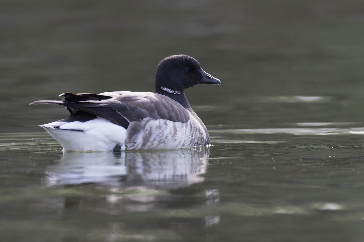 Brant (Atlantic) - ML636842120