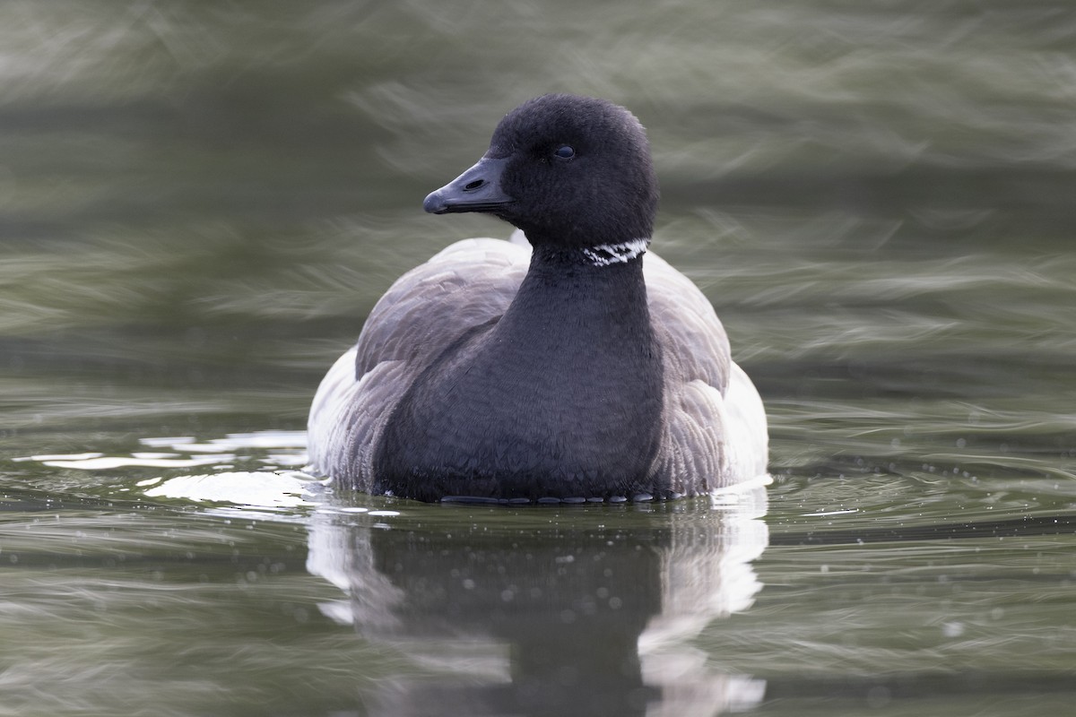Brant (Atlantic) - ML636842122