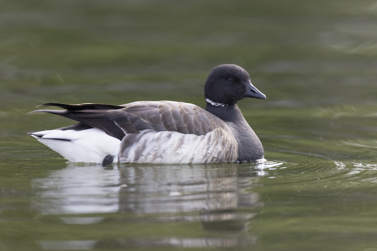 Brant (Atlantic) - ML636842124