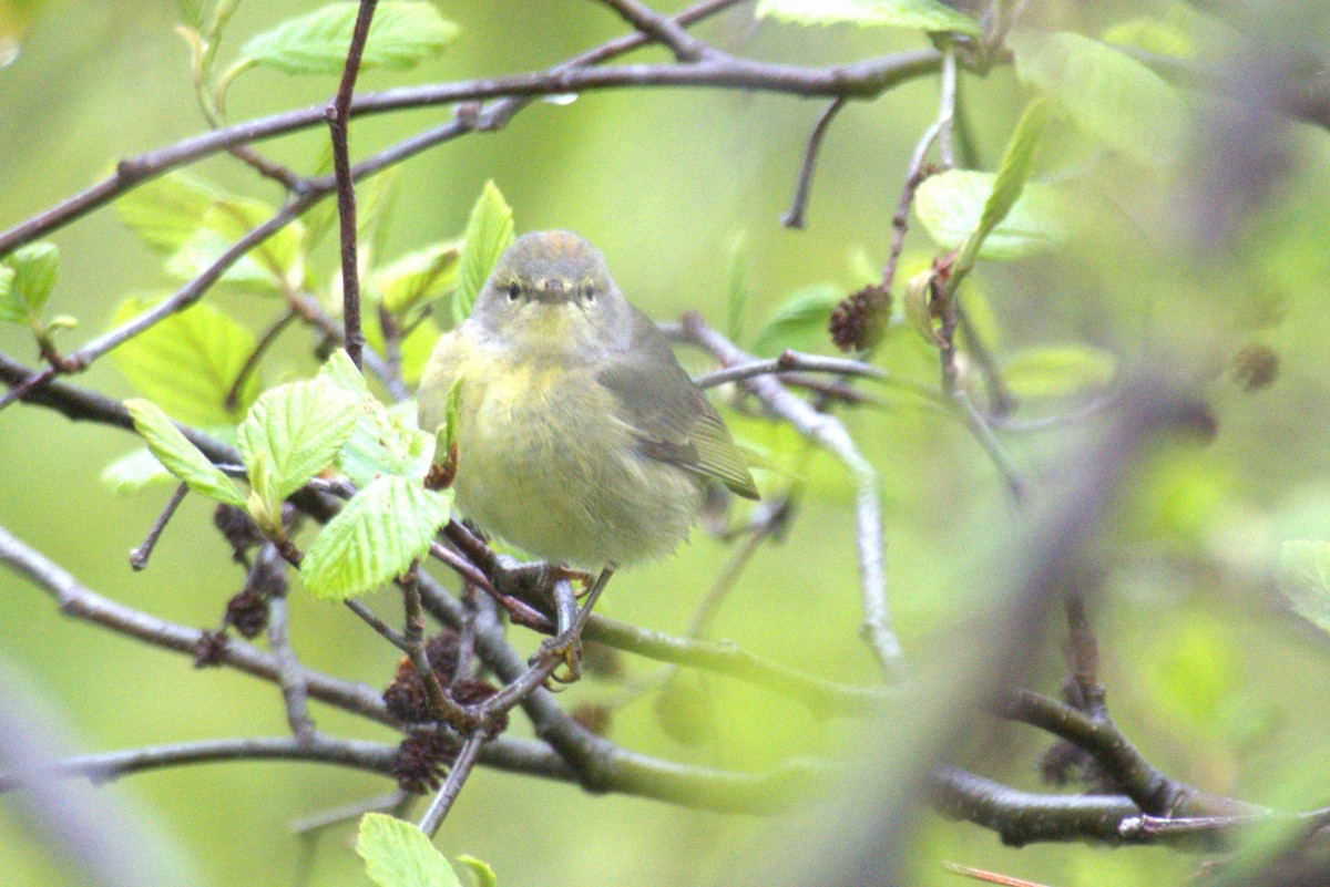 Orange-crowned Warbler - ML636842129